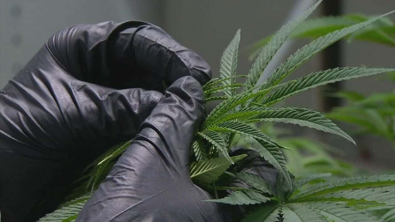 New Oklahoma Law Will Require Marijuana Growers To Pay $50,000 Security Deposit