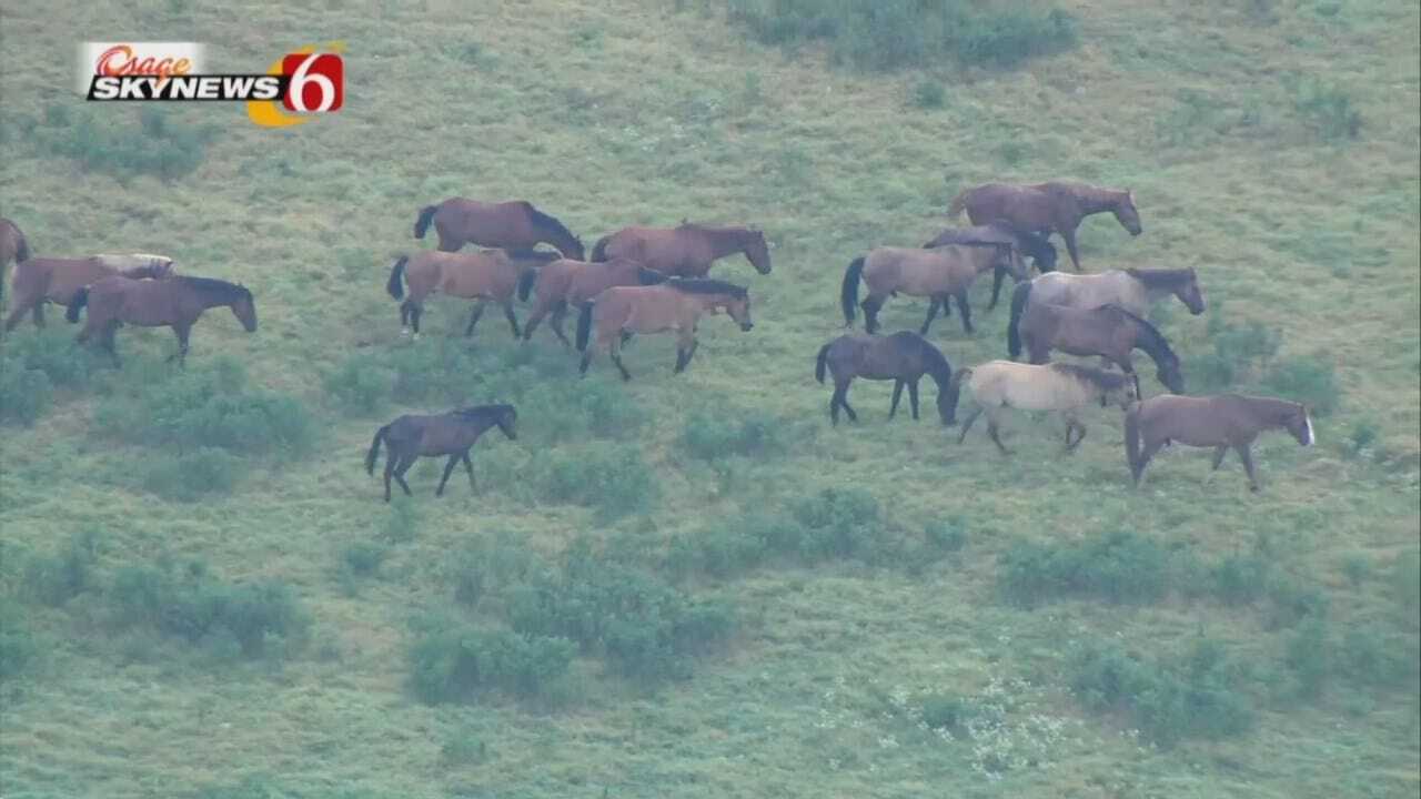 Osage SkyNew6 HD: Herd Of Horses Grazing Near Catoosa
