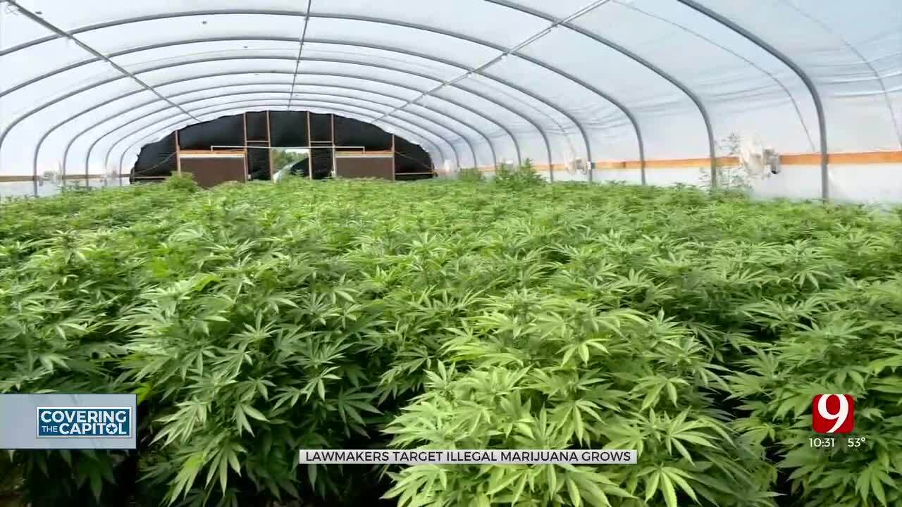 Illegal Marijuana Grows In Oklahoma Lead To Legislation Forcing Foreign Landowners Out Of The State