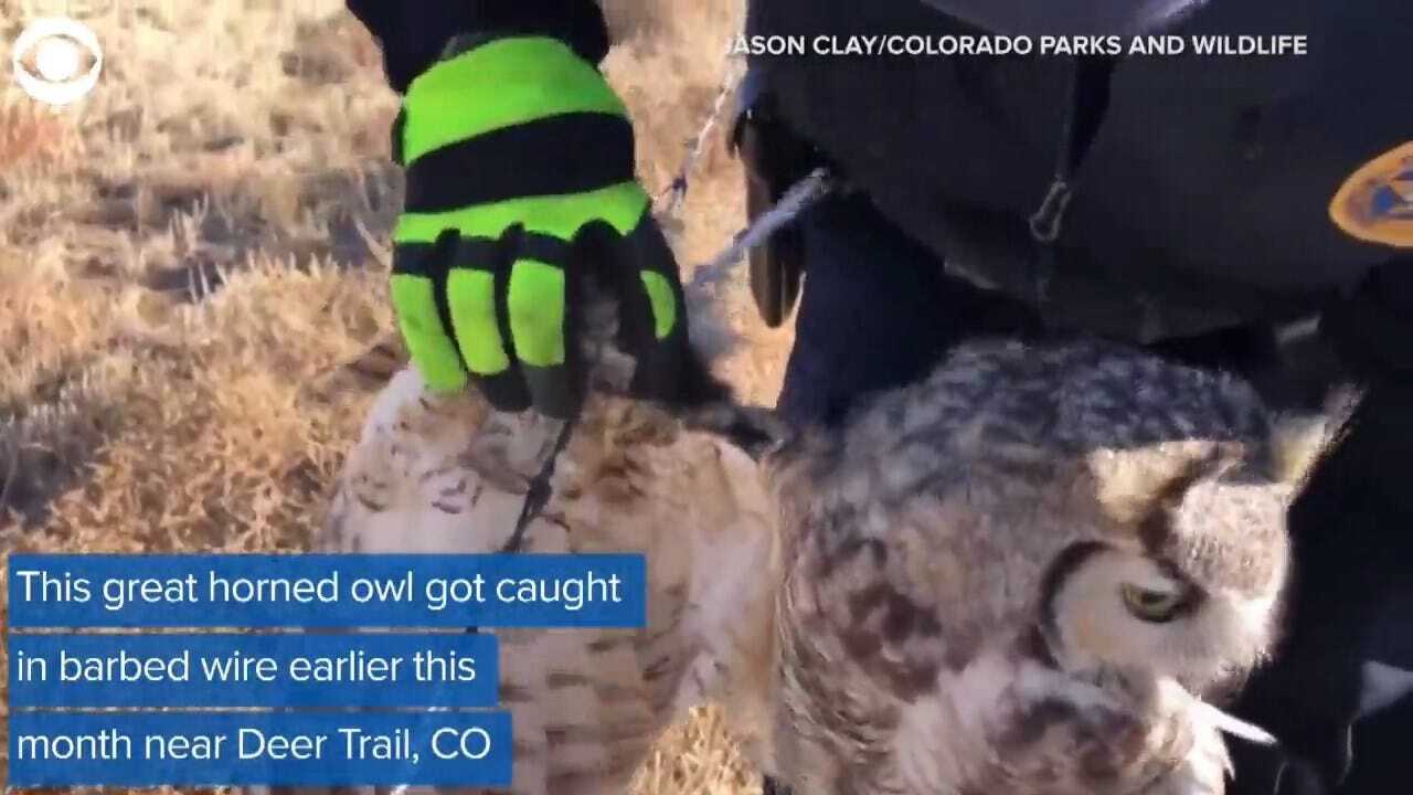 Great Horned Owl Get Saved From Barbed Wire