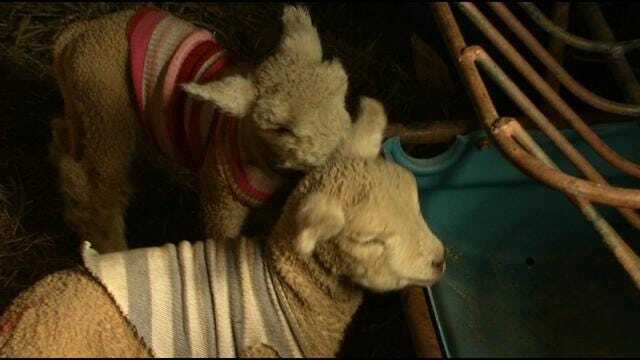 Rare Quadruplet Sheep Born At Lenapah Farm