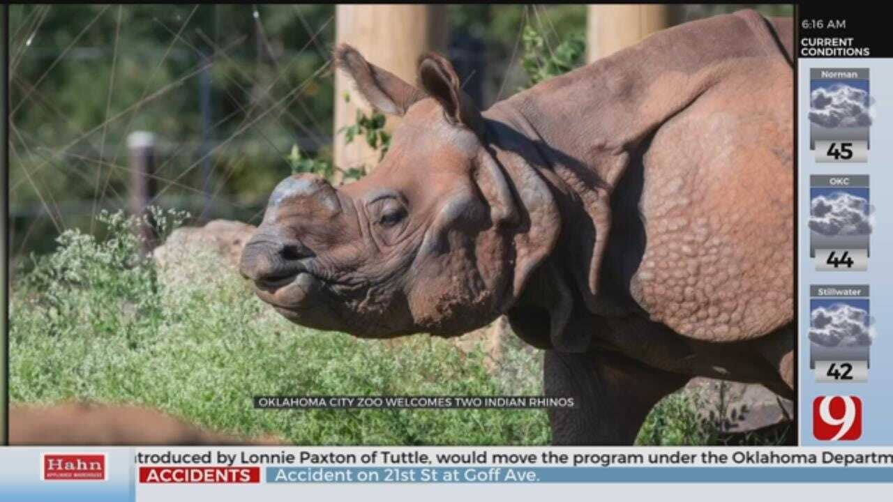 Oklahoma City Zoo Welcomes 2 Indian Rhinos