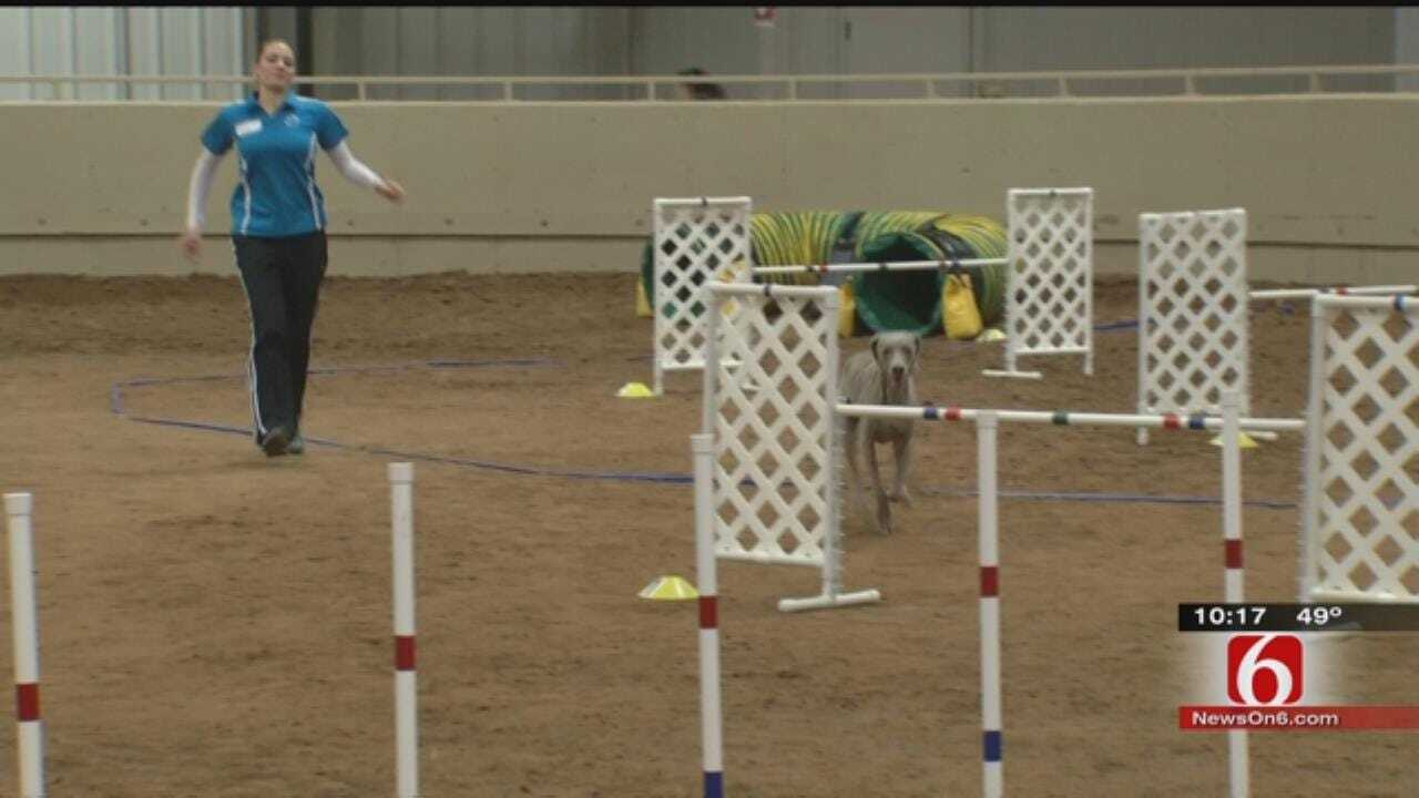Dog Agility Trials Underway At Expo Square