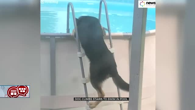 Something To Talk About: Dog Goes For A Swim