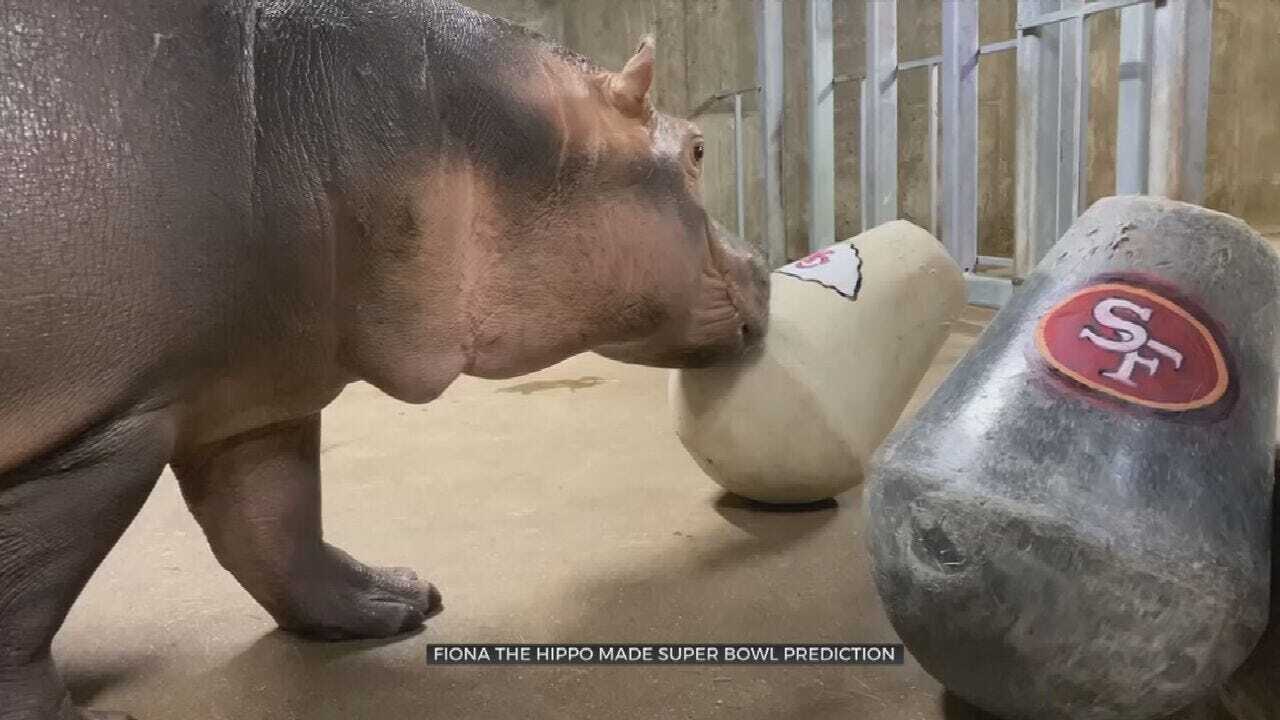 WATCH: Fiona The Hippo Picks Super Bowl Winner