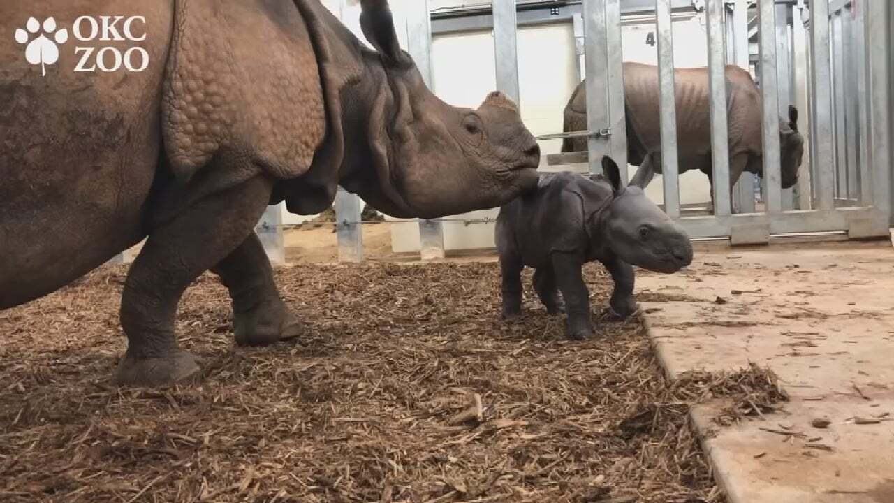 WATCH: OKC Zoo Welcomes New Baby Rhino
