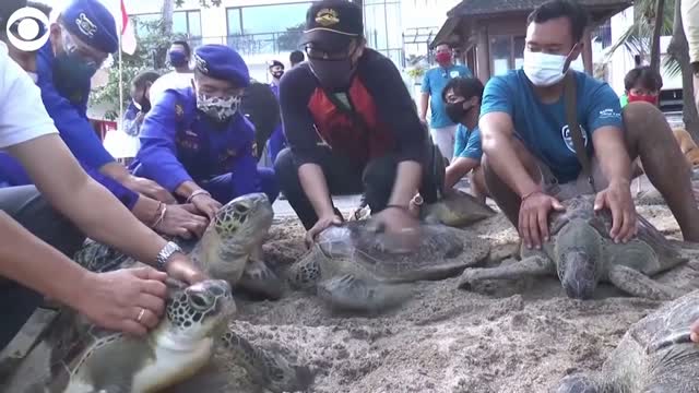 Watch: Green Sea Turtles Released Back Into The Water In Bali