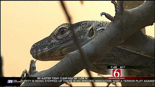 Wild Wednesday: New Komodo Dragon At Tulsa Zoo