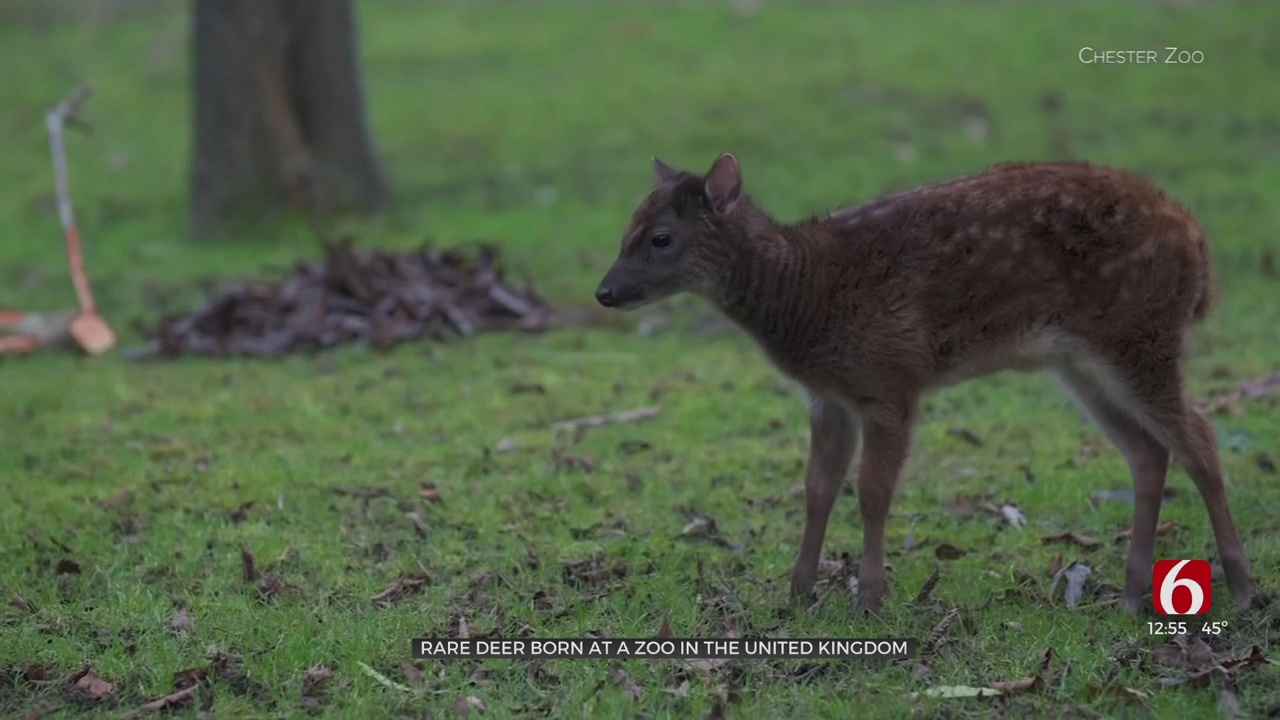 Rare Deer Born At Zoo In United Kingdom