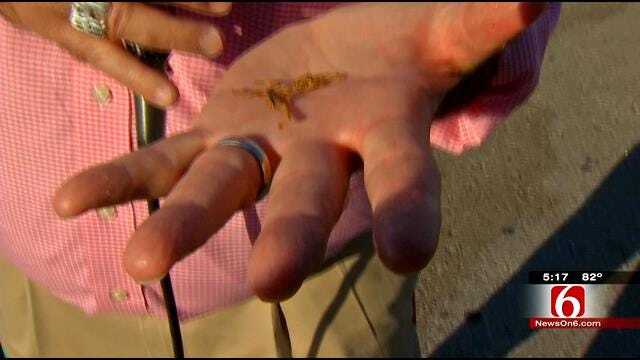 News On 6's Rick Wells Tries A Scorpion At Tulsa State Fair