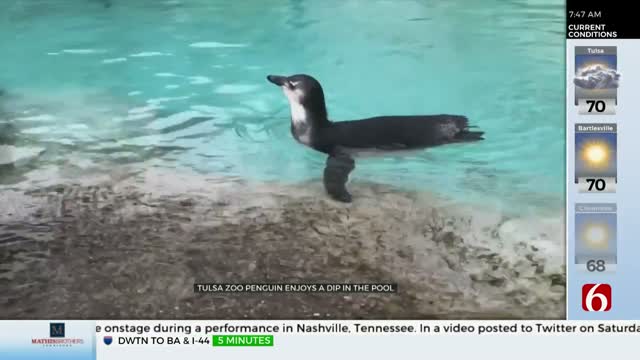 Watch: Baby Penguin Tries Out His 'Sea Wings' For The 1st Time At The Tulsa Zoo