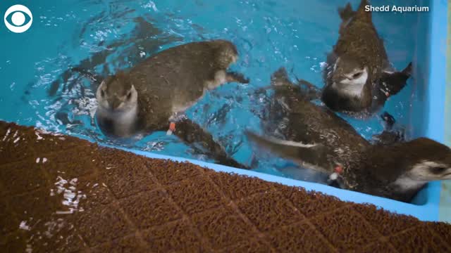 Watch: Penguins Go Swimming For The First Time