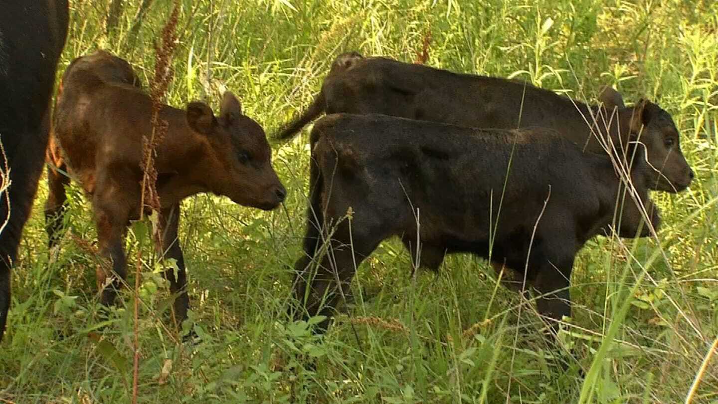 Meadowlake Ranch Holding Contest To Name Rare Bull Calves