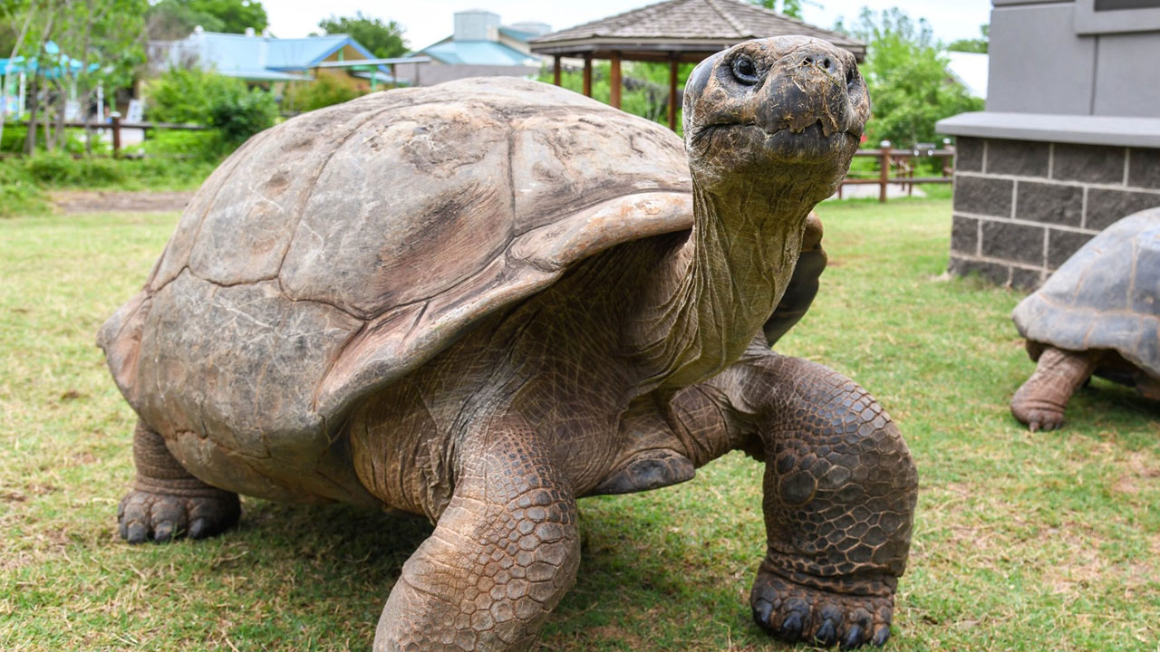 Former OKC Zookeeper Pleads Guilty To Trafficking Baby Galapagos Tortoises 
