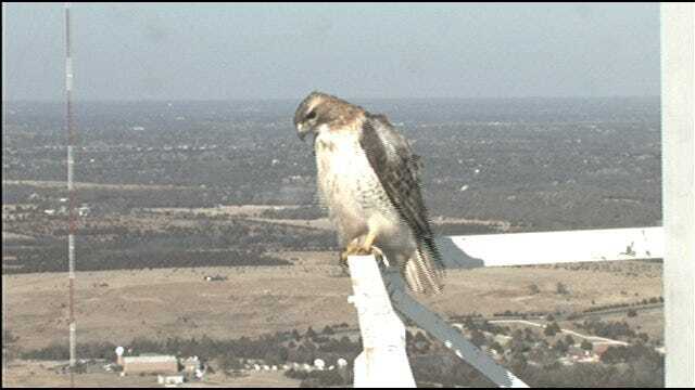 Hawk Lands On News 9 Tower Camera