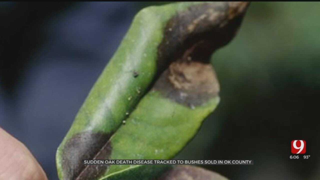 Oklahoma Department Of Agriculture Warns Of 'Sudden Oak Death Disease'