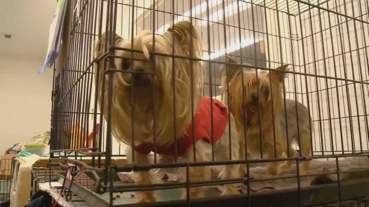 Volunteers Work To Reunite Animals Lost In "Camp Fire"