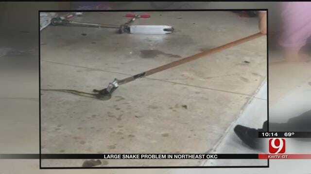 Large Snakes Appear In Northeast Oklahoma City Neighborhood