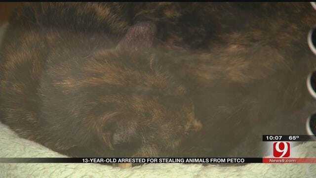 Teen Accused Of Stealing Cats From Metro Store