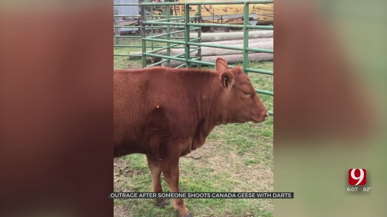 Animals Shot With Blow Darts In El Reno, Witnesses Say