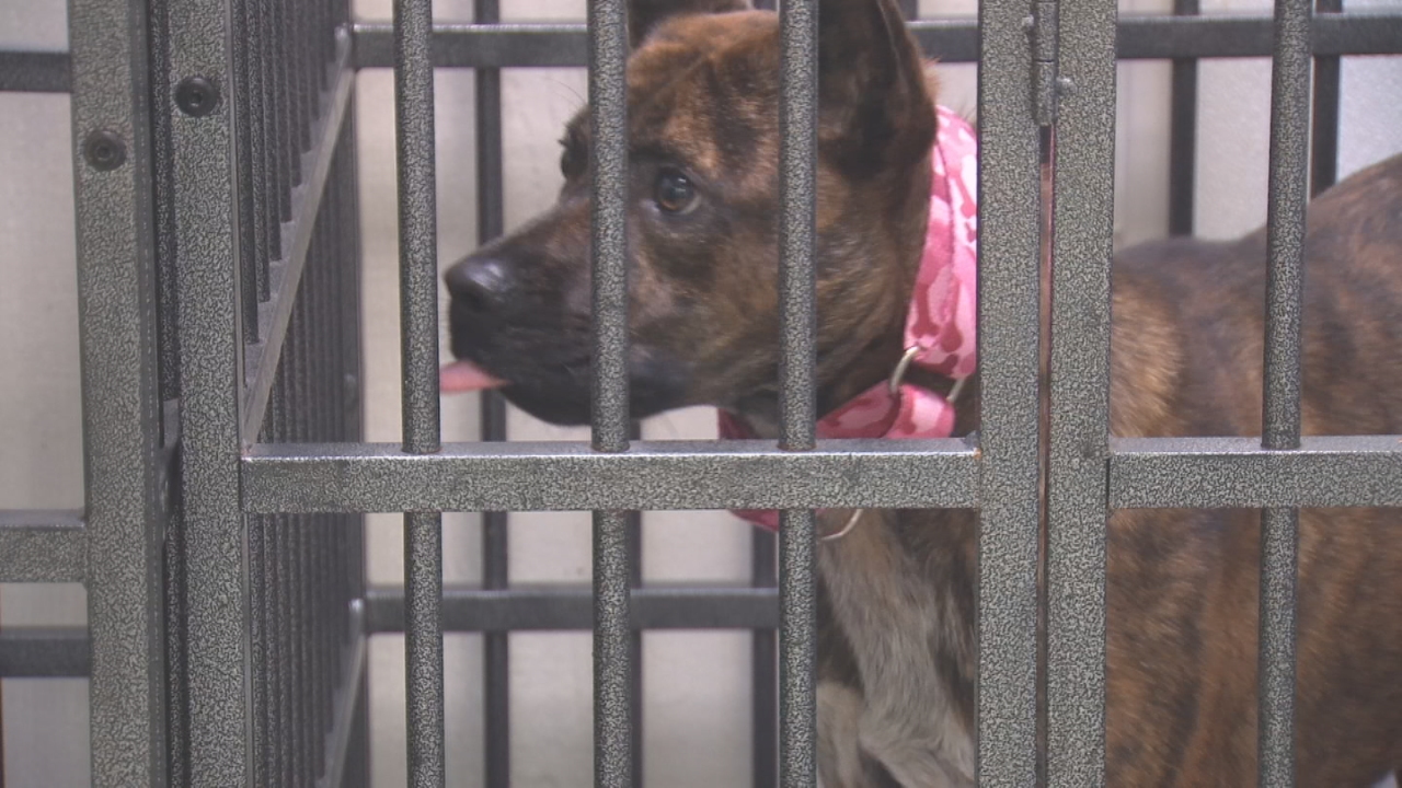 Humane Society Of Tulsa Requests Donations After Rescuing 46 Dogs