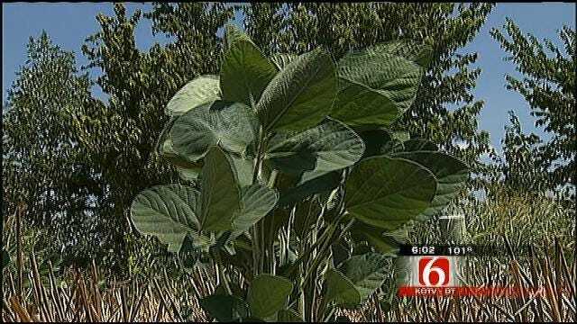 Oklahoma Soy Bean Crops Hurt By Drought