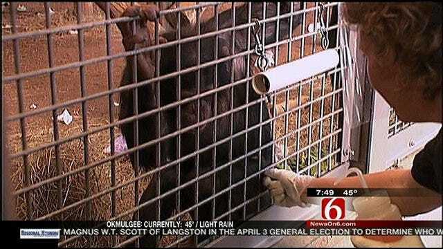 Wild Wednesday: Chimpanzees At Tulsa Zoo