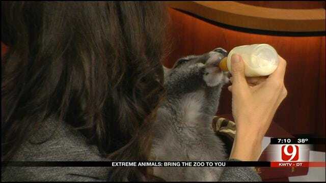 Kangaroo, Otter From 'Extreme Animals' Visit News 9