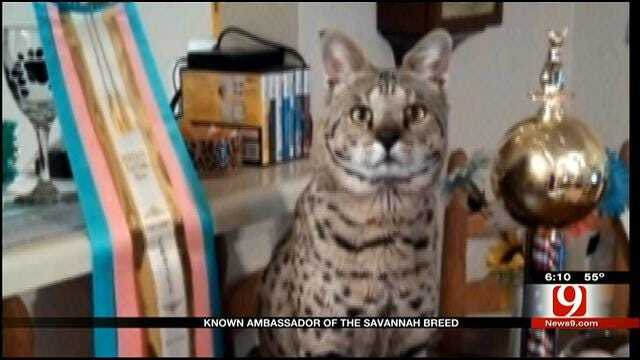 Red Dirt Diaries: Oklahoma Ambassador Of Savannah Cat Breed