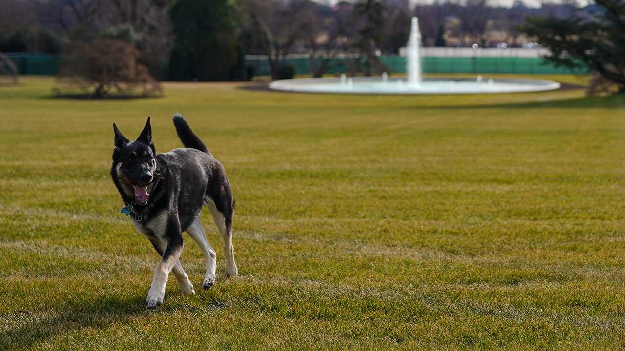 First Dogs Champ, Major Arrive At The White House
