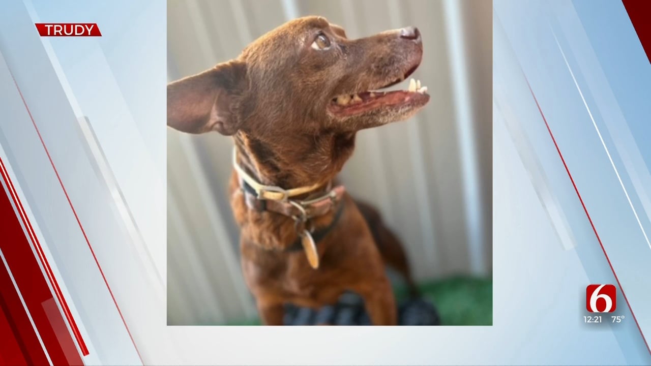 Pet Of The Week: Trudy