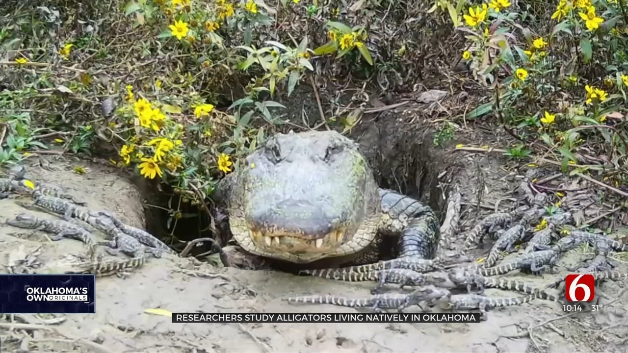 State Wildlife Department Helps Researchers Study Alligators In Southeastern Oklahoma