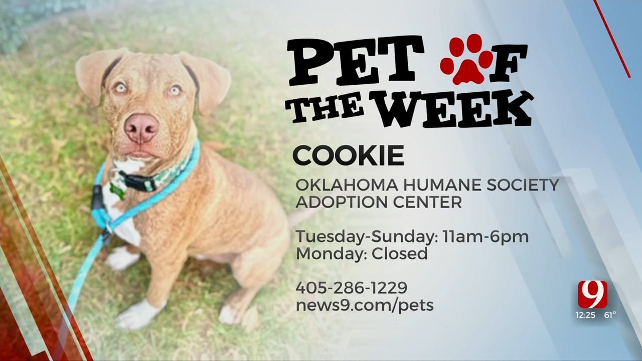 Pet Of The Week: Cookie