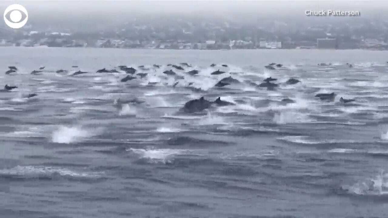 MUST SEE: Large Dolphin Pod Spotted