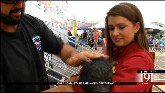 News 9's Lacey Swope Checks 'Swifty Swine' Pig Races At OK State Fair