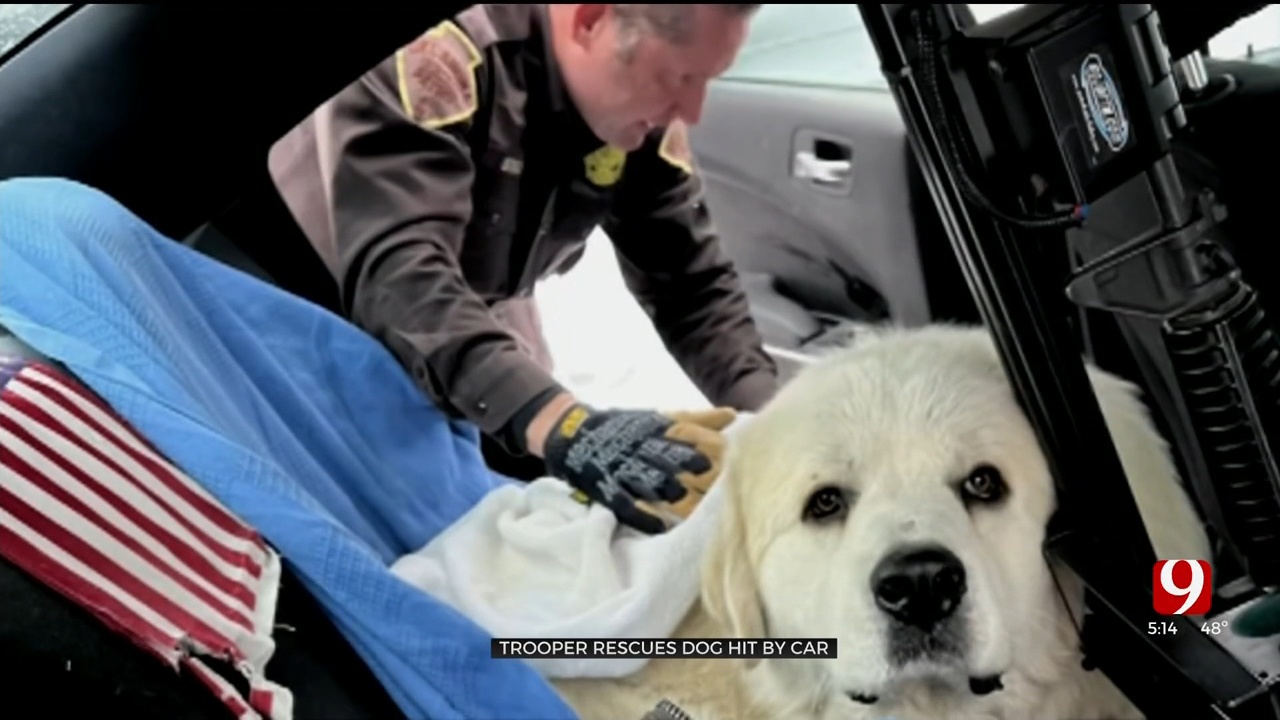 OHP Troopers Rescue Dog Hit By Car