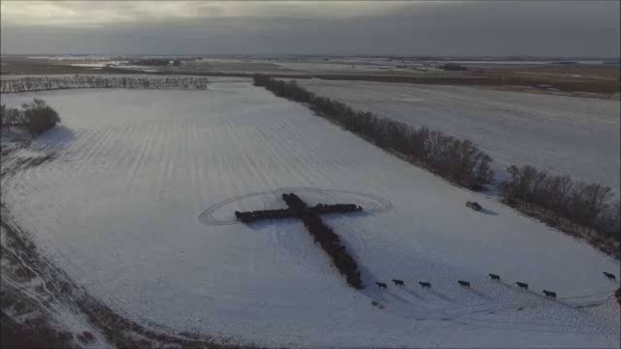 Holy Cow: Cattle Form Shape Of Cross On Christmas Day