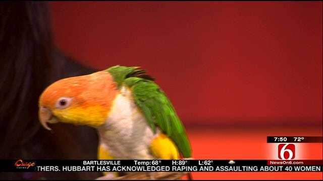 Wild Wednesday: Parrot Named Monkey