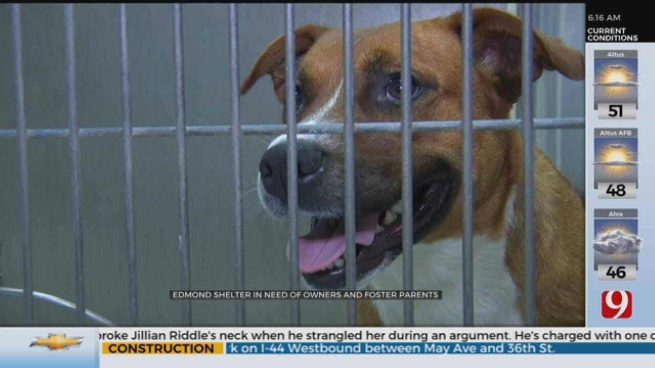 Edmond Animal Shelter In Need Of Owners, Foster Parents