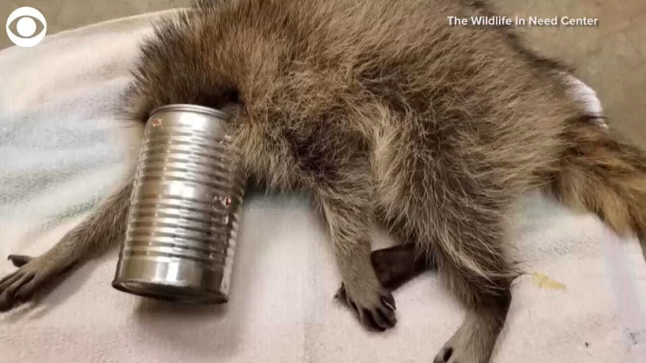 WATCH: Raccoon Gets Rescued From Tin Can