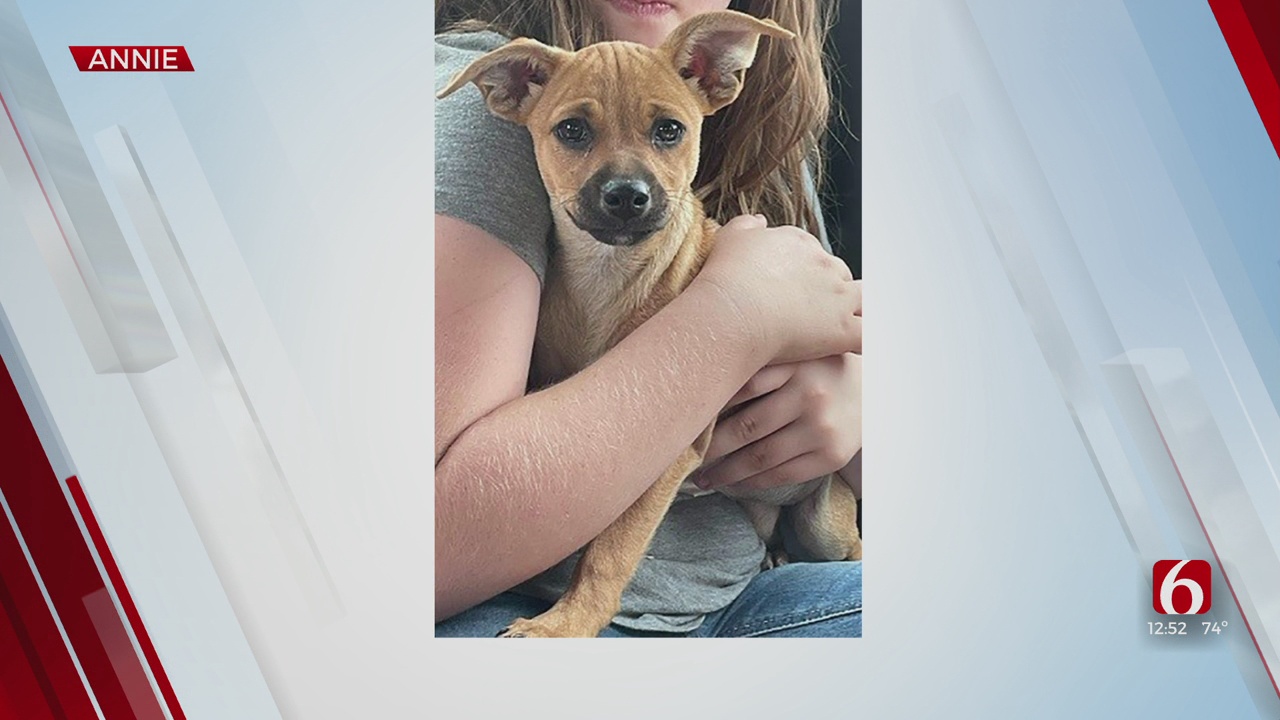 Pet Of The Week: Chihuahua Mixes Annie & Oakley