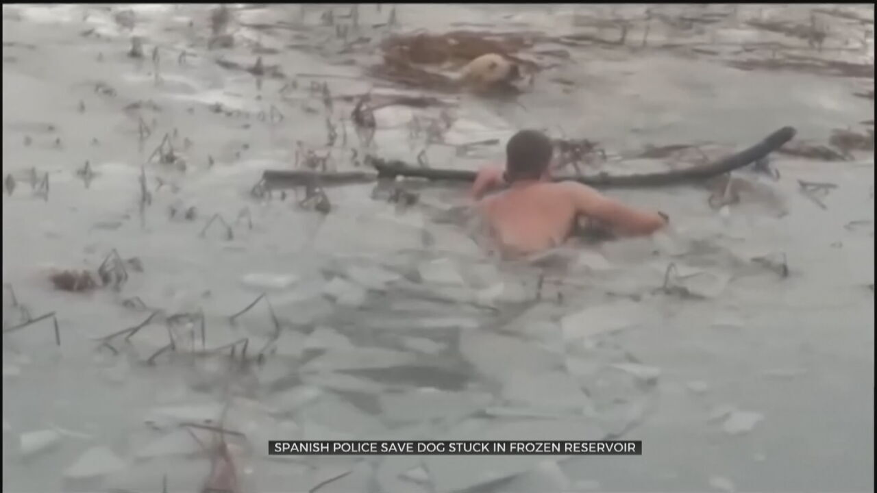 Spanish Police Rescue Dog Stuck In Frozen River 