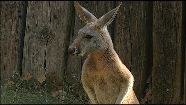 Wild Wednesday: Tulsa Zoo Introduces Red Kangaroo