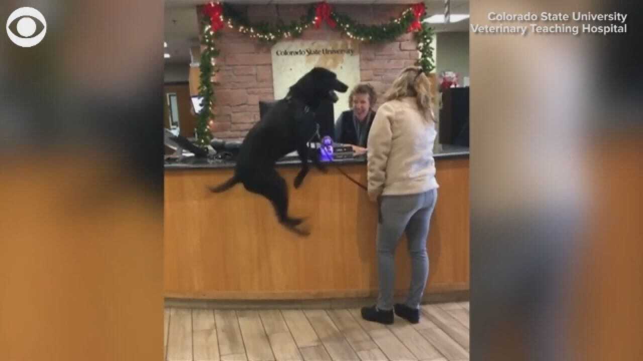 Dog Repeatedly Jumps For Joy At Trip To Vet