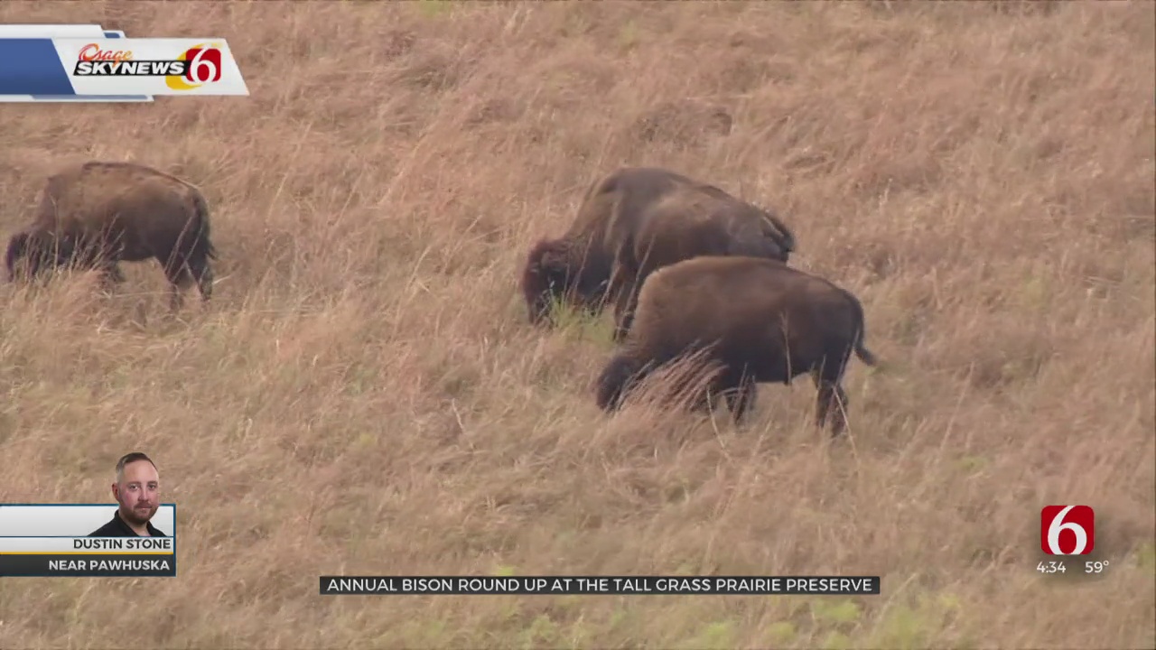 Tall Grass Prairie Reserve In Pawhuska Prepares For Annual Bison Round-Up
