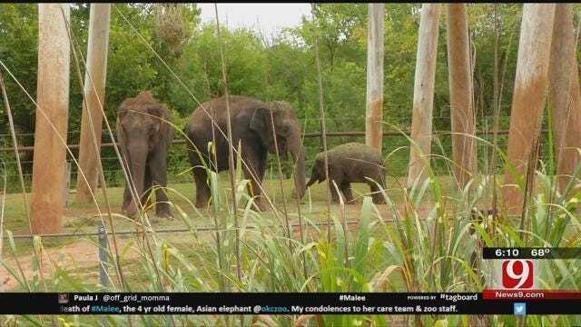 OKC Zoo Mourning Loss Of Asian Elephant Malee