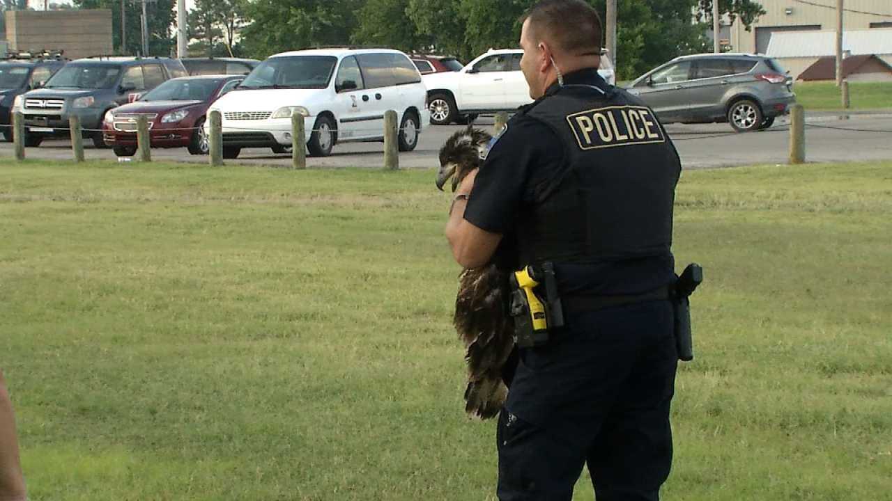 WEB EXTRA: Bald Eagle Released To Wild In Tulsa