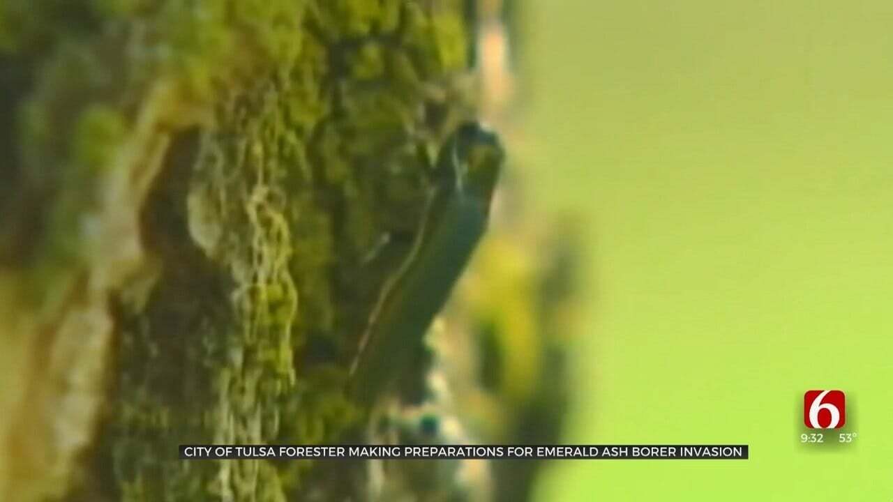 Beetle Species Pose Potential Harm To Tulsa Ash Trees