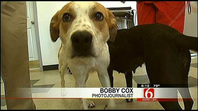 Tulsa Vet Group Heals, Seeks Homes For Traumatized Pets