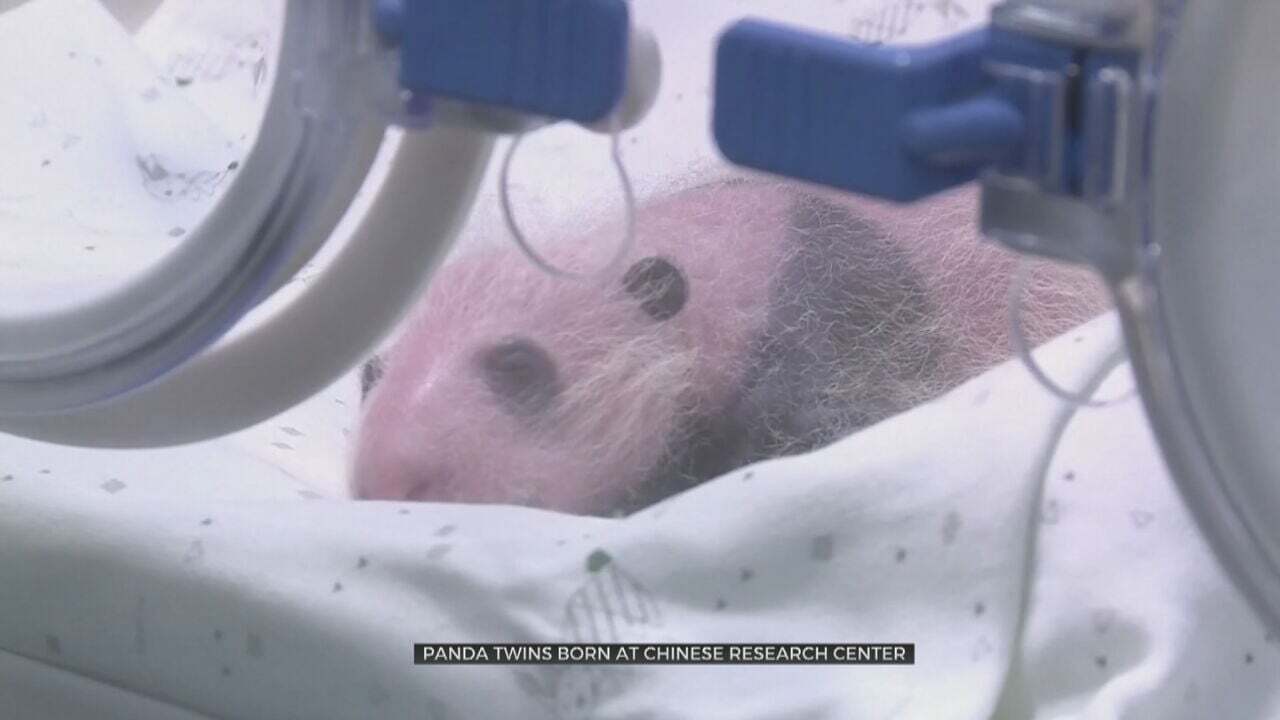 Giant Panda Twins Born At Chinese Research Center